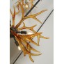KA1900 LUCITE ANTLERS