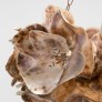 PS1717 FLORET OYSTER SHELL CHANDELIER