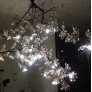 IQ8061  PLUM BLOSSOM