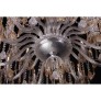 PS1701 ANTOINETTE CHANDELIER 36L