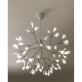 AM1705 HERACLEUM