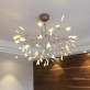 AM1705 HERACLEUM