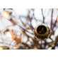 JT267 BRANCHING BURST 